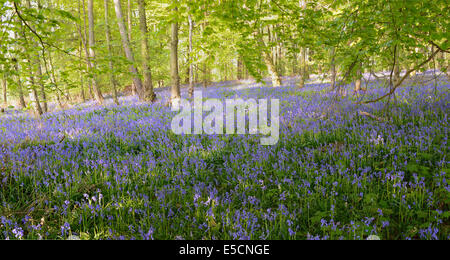 Spagnolo (Bluebells Hyacinthoides hispanica) in un bosco di latifoglie Foto Stock