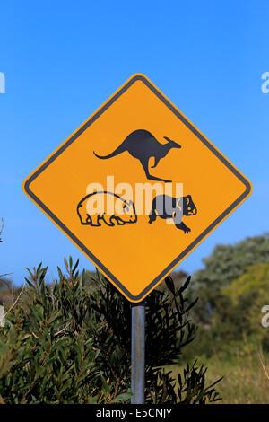 Segnale di avvertimento, koala, Wombat, canguro, Victoria, Australia Foto Stock