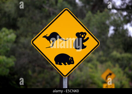 Segnale di avvertimento, koala, Wombat, canguro, Victoria, Australia Foto Stock