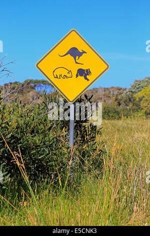 Segnale di avvertimento, koala, Wombat, canguro, Victoria, Australia Foto Stock