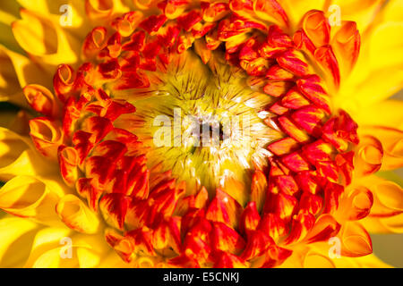 Dahlia (dahlia sp.), Hesse, Germania Foto Stock