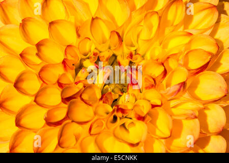 Dahlia (dahlia sp.), Hesse, Germania Foto Stock