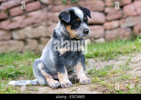 Miniature pinscher cucciolo, 7 settimane, nel giardino, Elsenfeld allevamento Foto Stock