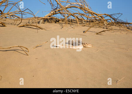 Arabian vipera cornuta (Cerastes gasperettii mendelssohni) un infame viper delle specie che si trovano soprattutto nella penisola arabica.[2] Foto Stock