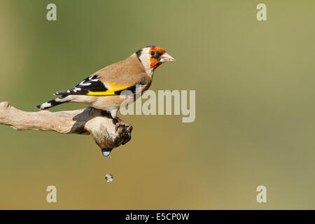 Cardellino europeo (Carduelis carduelis) appollaiato su un ramo, fotografato in Israele nel mese di aprile Foto Stock