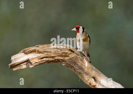 Cardellino europeo (Carduelis carduelis) appollaiato su un ramo, fotografato in Israele nel mese di aprile Foto Stock