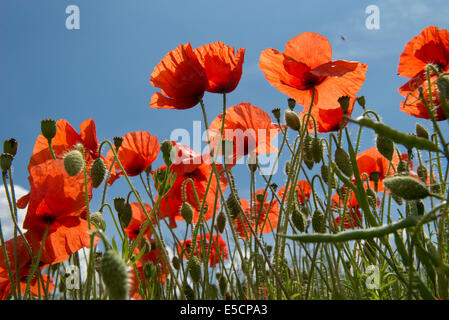 Il mais papaveri, Papaver rhoeas, fiori rossi contro il Cielo di estate blu Foto Stock