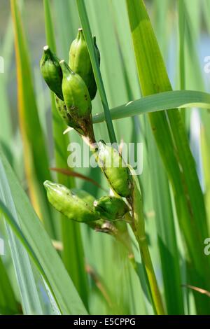 Iris gialla - Bandiera gialla Iris - Indicatore di acqua (Iris pseudacorus) frutti in estate Foto Stock