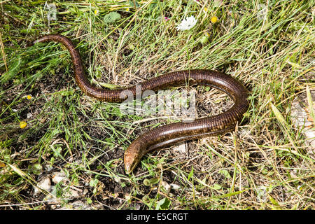 Scheltopusik o Unione Legless Lizard (Pseudopus apodus) fotografato in Israele nel mese di aprile Foto Stock