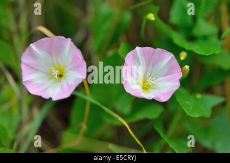 Campo Centinodia (Convolvulus arvense) Fioritura in estate Foto Stock