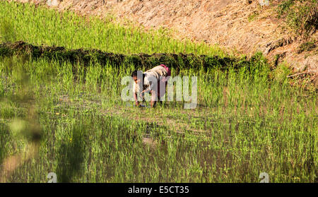 Madagascar, donna lavora in campi di riso Foto Stock