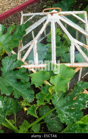 Vista su un piccolo letto sollevata coltivazioni di zucchine e outdoor cetriolo in antico cloche, Inghilterra luglio. Foto Stock