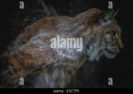 Lince iberica a caccia di un uccello Foto Stock