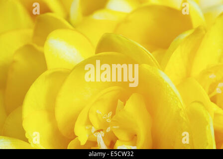 Close up del giallo fresia. Foto Stock