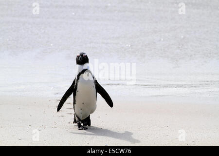 Pinguino africano (Spheniscus demersus) a Boulders Beach colonia di pinguini, Simon's Town . Foto Stock