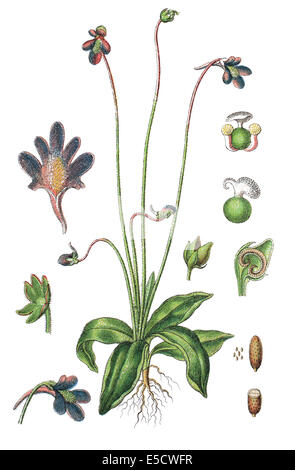 Pinguicula vulgaris, butterwort comune Foto Stock