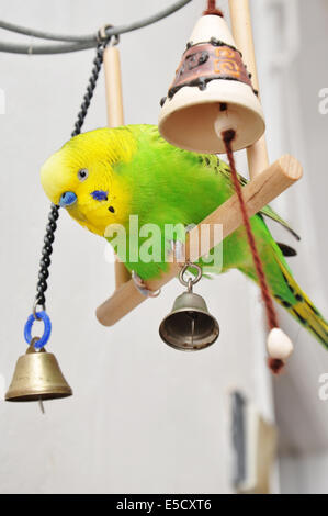 Bella verde giocoso budgerigar basculante in una teeter in legno Foto Stock