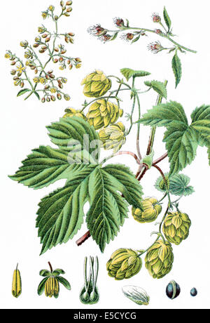Comune o hop hop, Humulus lupulus Foto Stock