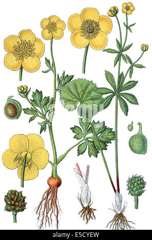 A sinistra: la Basilica di Sant'Antonio rapa o ranuncolo bulboso, Ranunculus bulbosus - Destra: Kashubian buttercup, Ranunculus cassubicus Foto Stock