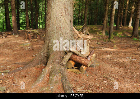 Logs contro un albero in un bosco a piedi nei giardini a Rosemoor, Torrington, Devon, Inghilterra, Regno Unito Foto Stock