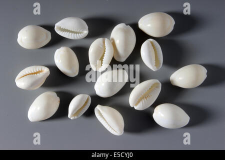 Bianco indiano Cowrie gusci Foto Stock