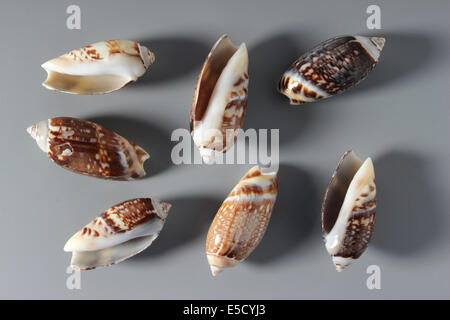 Indian Olividae Shell Foto Stock