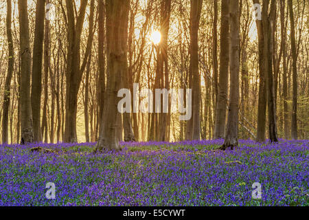 Scoppia la luce del sole attraverso gli alberi poco dopo l'alba in un bosco di faggio pieno di bluebells vicino a Micheldever in Hampshire, Engl Foto Stock