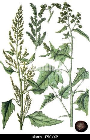 A sinistra: goosefoots, Chenopodium stramonifolium - Destra: goosefoots, Chenopodium urbicum Foto Stock