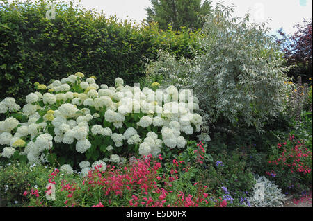 Estate Fioritura White Hydrangea e Pink Pentemon In Un Confine Erbaceo nel RHS Garden a Rosemoor, Torrington, Devon, Inghilterra, Regno Unito Foto Stock