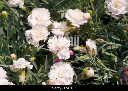 White Dianthus caryophyllus ' tempesta artica ' comunemente noto come Giardino rosa Foto Stock