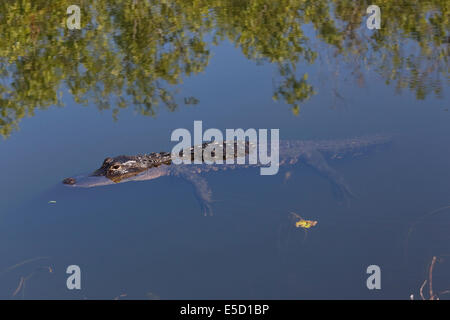 Il coccodrillo americano (Alligator mississippiensis) nuotare in acqua chiara Foto Stock