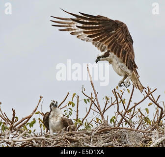Falco pescatore (Pandion haliaetus) in atterraggio a nido con mate sul nido Foto Stock