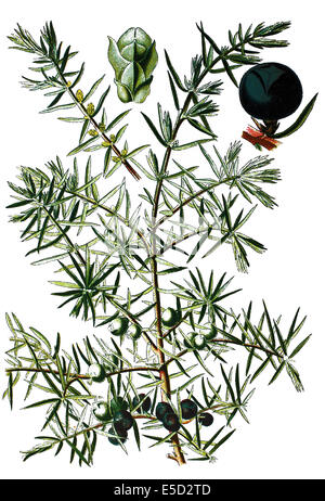 Il ginepro comune, Juniperus communis Foto Stock