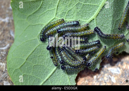 I bruchi sul lato inferiore di un semi-mangiato nasturtium leaf Foto Stock