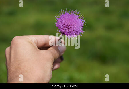 Outlook a Pancavska prato, Pancavska louka, Zlate navrsi, Krkonose, Parco Nazionale Monti dei Giganti, Repubblica Ceca Foto Stock