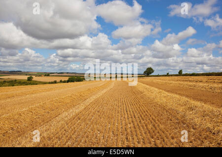 Pattern e texture di un dorato campo di stoppie sotto una torbida estate cielo il paesaggio panoramico del Yorkshire wolds, Inghilterra. Foto Stock