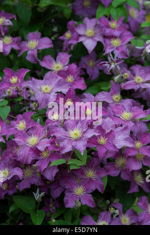 La clematide 'Jolly buona'/ Clematis 'Zogojo'. Fine a fiore grande clematis fiori Foto Stock