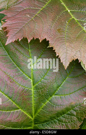 Grandi verde e foglie rosse Foto Stock