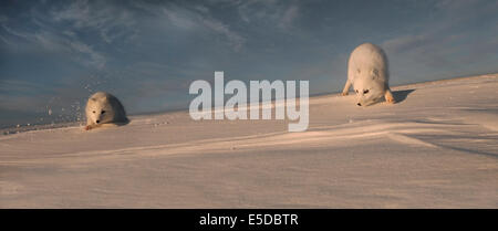 Due volpi artiche (Alopex lagopus) con audizione acuta sono in grado di rilevare in preda al di sotto la neve. Cape Churchill; Baia di Hudson; Manit Foto Stock