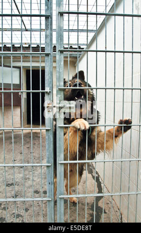 Cane in gabbia Foto Stock