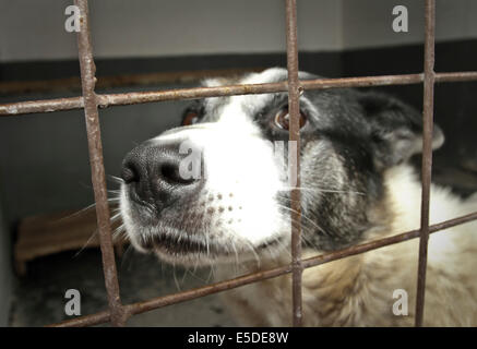 Cane in gabbia Foto Stock