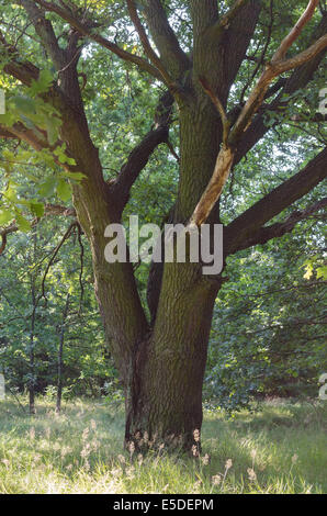 Vecchia Quercia in foresta estate Foto Stock