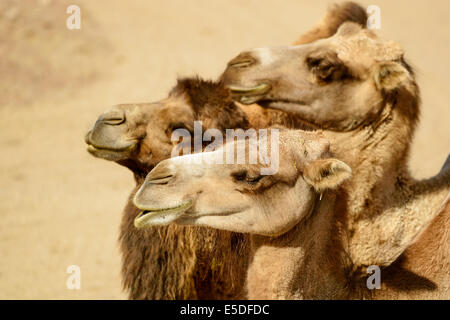 Bactrian camel, Camelus bactrianus, qui ci sono tre individui ritratto dal lato. Foto Stock