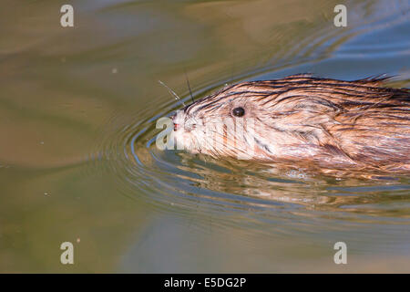 Topo muschiato (Ondatra zibethicus), nuoto, Nord Hesse, Hesse, Germania Foto Stock