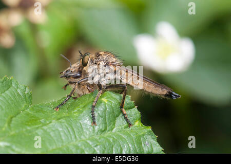 Golden-tabbed Robberfly (Eutolmus rufibarbis) con catturato il miele delle api su una foglia di blackberry, Hesse, Germania Foto Stock