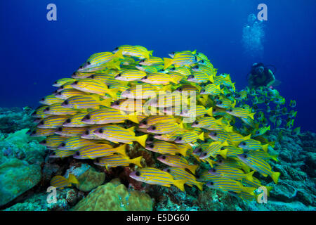 Scuba Diver la visione di una scuola di Bluestripe Lutiani (Lutjanus kasmira), Palau Foto Stock