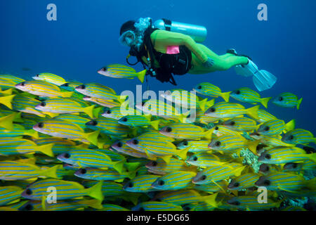 Scuba Diver la visione di una scuola di Bluestripe Lutiani (Lutjanus kasmira), Palau Foto Stock