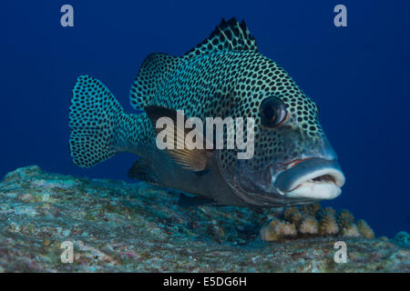 Arlecchino Sweetlips (Plectorhinchus chaetodonoides), Palau Foto Stock