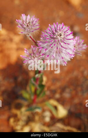 Australian nativi fiori selvaggi - mulla mulla - in bloom nell'outback. Foto Stock