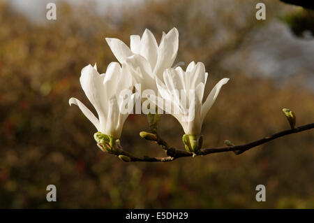 Il bianco dei fiori di Magnolia soulangeana * "Alba" Foto Stock